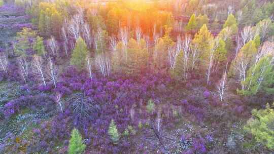 内蒙古达尔滨湖火山岩杜鹃花绽放