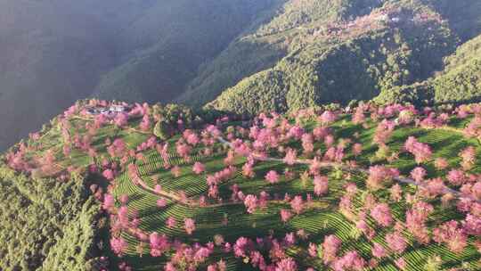 云南大理无量山樱花谷日出冬樱花和茶园航拍