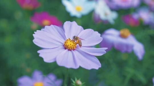 格桑花与蜜蜂