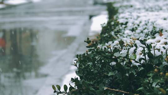 下雪雪花绿化带小区植被雨雪冬天忍冬草风景