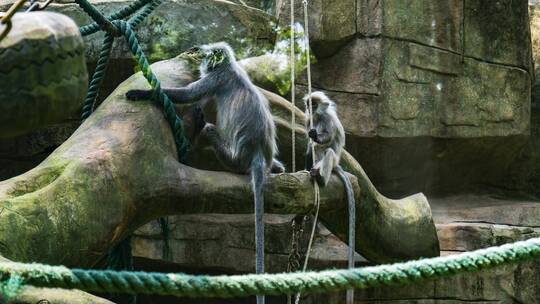 动物园里的猴子