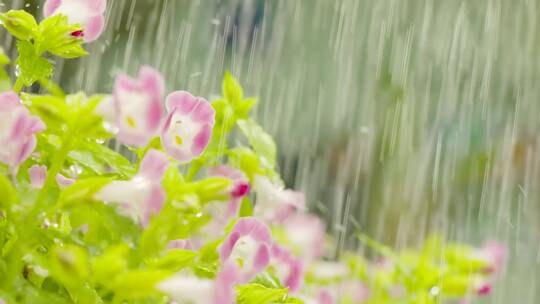 庭园屋檐雨滴夏天植物淋雨大雨暴雨唯美空镜视频素材模板下载