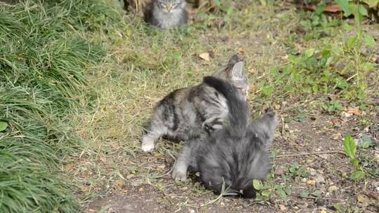 小猫在田野里打斗视频素材模板下载
