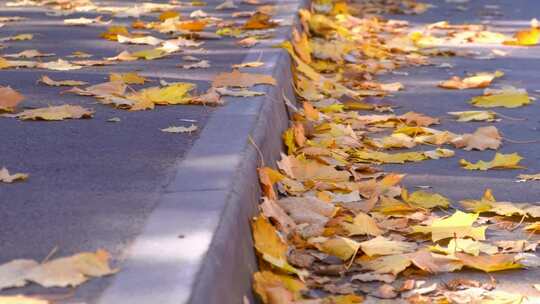 路边散落的树叶