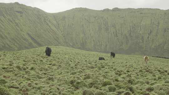 亚速尔群岛，葡萄牙，科尔沃，科尔沃火山岛