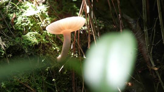 【4K原创】原始森林野生蘑菇绿色苔藓植物1视频素材模板下载