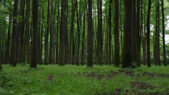自然-树林-茂密-平视-横移-全景视频素材模板下载