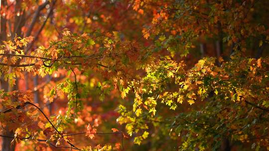 秋天 树叶飘落唯美秋景视频素材模板下载