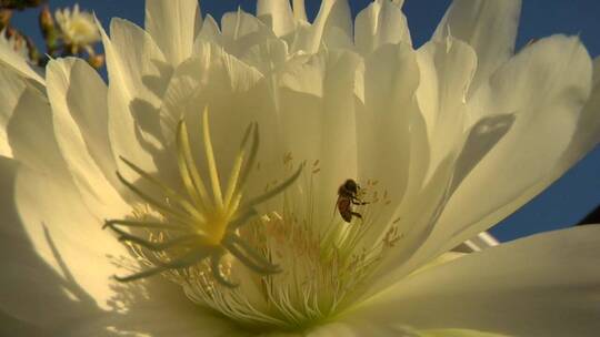 花朵中的蜜蜂