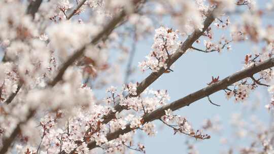 春天春暖花开白色花朵桃花樱花空镜