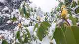 春天来了：枝头积雪的杜鹃花绿植景象高清在线视频素材下载