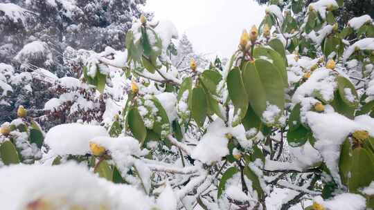 春天来了：枝头积雪的杜鹃花绿植景象