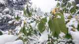 春天来了：枝头积雪的杜鹃花绿植景象高清在线视频素材下载