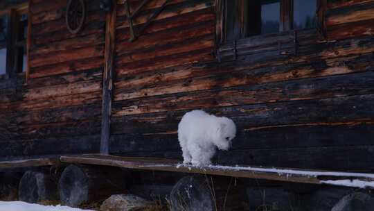 狗，小屋，冬天，雪