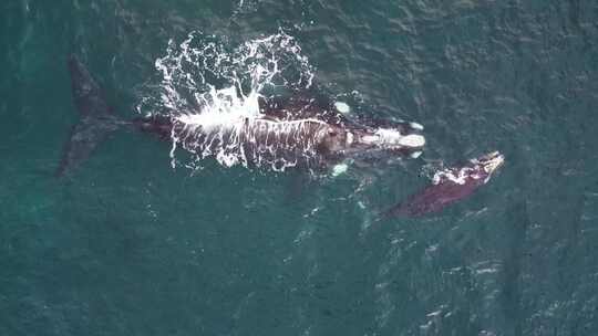 两只鲸鱼在海中游动视频素材模板下载