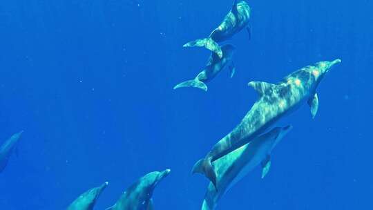 蓝鲸幼鲸海底世界海洋生物三亚潜水深海视频素材模板下载