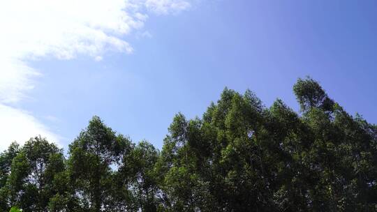 树林天空树大自然蓝天白云森林风吹树林摇摆