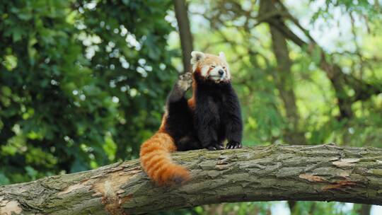 小熊猫在爬树小浣熊浣熊爬树