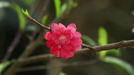 桃花开特写镜头视频素材模板下载