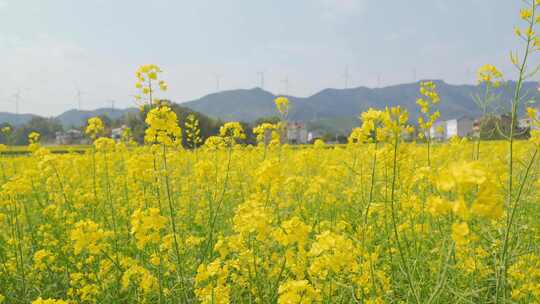 乡村田园油菜花随风摇曳空镜头