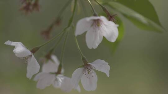 樱花飘落