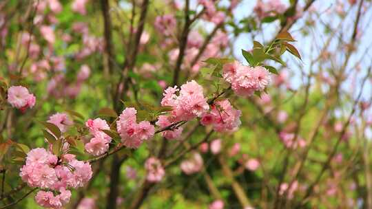 春分时节盛开的日本晚樱花实拍