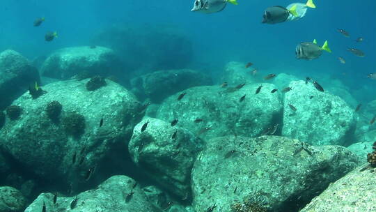 水下的礁石和鱼群