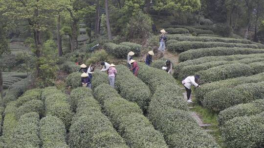 茶茶叶红茶艺采茶泡茶红茶山春茶道茶园农业