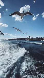 海面 海洋 海鸥 飞翔