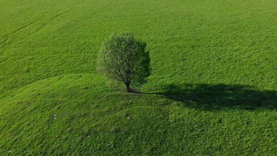 草原上的一棵树