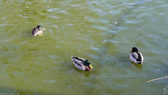 春江水暖鸭先知水禽湖里的鸭子天鹅
