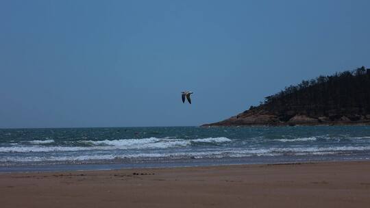 沙滩上飞起的海鸥 海岛