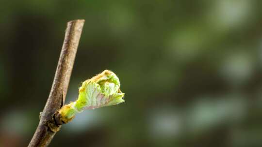 葡萄葡萄藤春天生长发芽延时摄影4k60帧