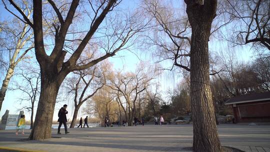 冬天公园树木树枝剪影