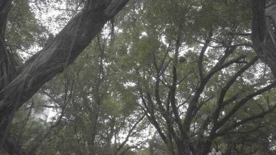 广州人民公园大树视频素材模板下载