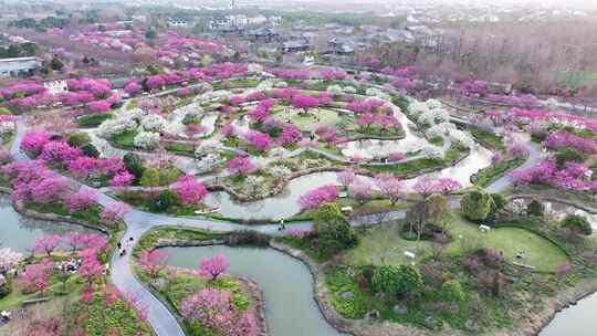 上海春天 梅花 花开海上