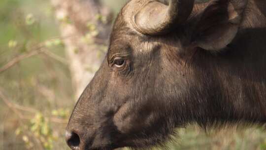 非洲水牛头部特写，侧视图，侧面拍摄。