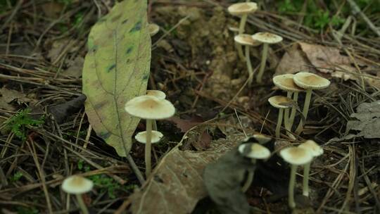 【4K原创】原始森林野生蘑菇绿色苔藓植物3视频素材模板下载