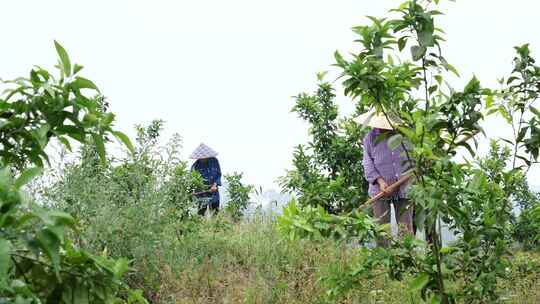 农民除草种树劳作视频素材模板下载