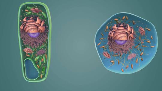 植物细胞 细胞核 液泡 叶绿体 细胞壁