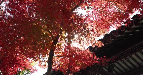 秋天江南古风建筑旁色彩鲜艳的枫叶8K实拍