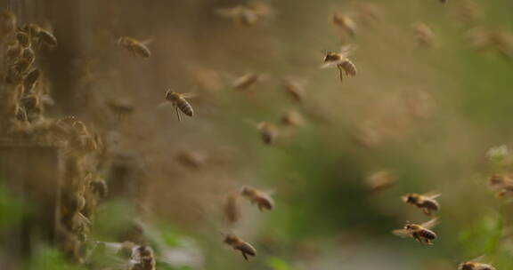 养蜂场里飞舞蜜蜂慢镜头