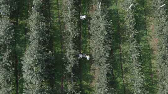 贵州高山苹果种植园树木人物航拍