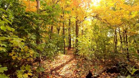 秋季 树林森林红叶黄叶树叶