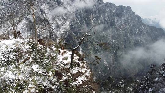 航拍佛教名山四川峨眉山，云海缭绕树林白雪