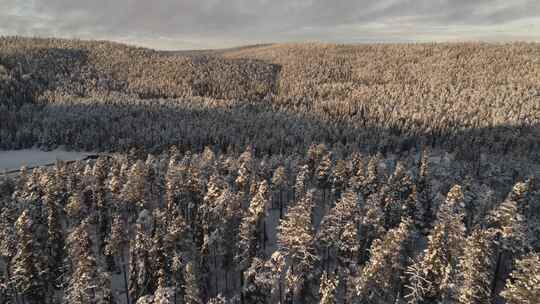 冬天原始森林航拍视频素材模板下载