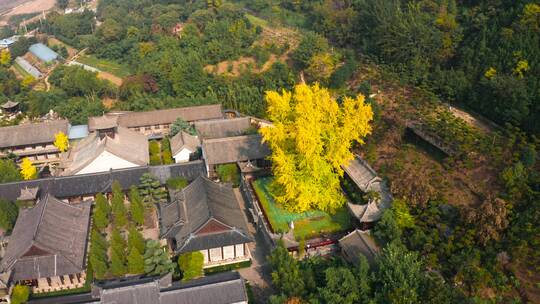 航拍西安古观音禅寺秋天银杏树