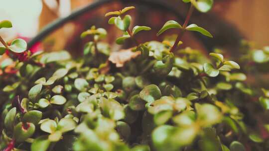 植物特写镜头