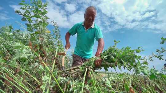 收割艾草升格镜头一组小满芒种季节传统节日