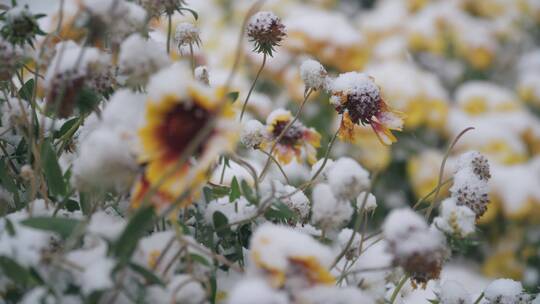 秋雪 菊花 时光